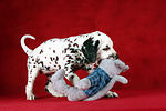 Dalmatiner Welpe / dalmatian puppy