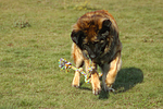 Leonberger