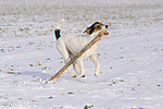 Parson Russell Terrier spielt im Schnee / playing PRT in snow