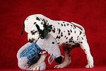 Dalmatiner Welpe / dalmatian puppy