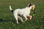 Parson Russell Terrier