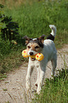 Parson Russell Terrier