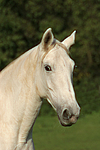 Sachsen Anhaltiner Warmblut / horse