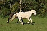 Sachsen Anhaltiner Warmblut / horses