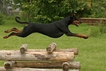 Dobermann / doberman pinscher