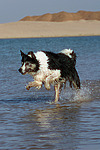 Border Collie rennt durchs Wasser / running Border Collie