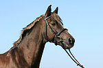 Deutscher Reitpony Hengst / pony stallion