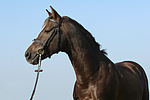 Deutscher Reitpony Hengst / pony stallion