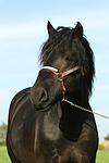 Rheinisch Deutscher Kaltblut Hengst / coldblood stallion