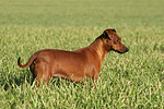 stehender Rehpinscher / standing miniature pinscher