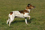 Jack Russell Terrier