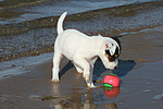 Parson Russell Terrier Welpe / parson russell terrier puppy