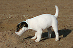 Parson Russell Terrier Welpe / parson russell terrier puppy