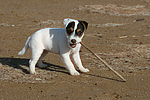 Parson Russell Terrier Welpe / parson russell terrier puppy