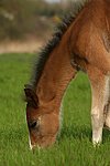 Deutsches Reitpony / pony