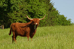 Schottisches Hochlandrind / highland cattle