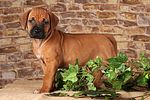 Rhodesian Ridgeback Welpe / rhodesian ridgeback puppy