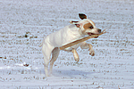 American Staffordshire Terrier spielt im Schnee / playing american staffordshire terrier in snow