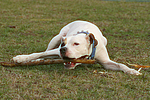 American Staffordshire Terrier knabbert an Stock / gnawing american staffordshire terrier