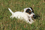 Parson Russell Terrier Welpe knabbert Stöckchen / PRT puppy