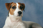 Parson Russell Terrier