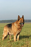 stehender Deutscher Schäferhund / standing German Shepherd