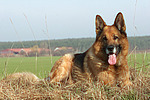 liegender Deutscher Schäferhund / lying German Shepherd