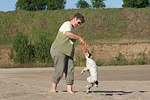 Frau spielt mit Parson Russell Terrier / woman plays with PRT