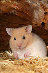 Goldhamster / golden hamster