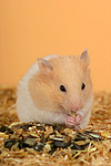 Goldhamster / golden hamster