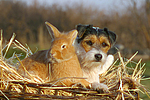 Parson Russell Terrier und Zwergkaninchen / prt and dwarf rabbit