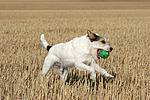 spielender Parson Russell Terrier / playing PRT