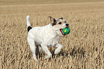 spielender Parson Russell Terrier / playing PRT