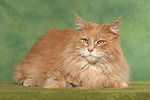 Maine Coon