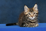 Maine Coon Kätzchen / maine coon kitten