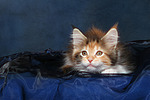 Maine Coon Kätzchen / maine coon kitten