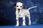 Dalmatiner Welpe / dalmatian puppy