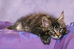 Maine Coon Kätzchen / maine coon kitten