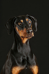 Dobermann Portrait / Doberman Pinscher Portrait