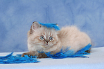 liegendes Perser Colourpoint Kätzchen / lying persian colourpoint kitten