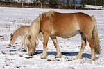 Haflinger / haflinger horses