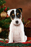 Parson Russell Terrier Welpe zu Weihnachten / PRT puppy at christmas