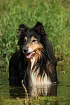 badender Langhaarcollie / bathing longhaired collie