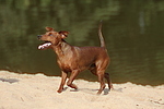 Rehpinscher / miniature pinscher