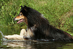 badender Langhaarcollie / bathing longhaired collie