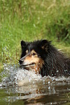 schwimmender Langhaarcollie / swimming longhaired collie