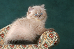 sitzendes Perser Colourpoint Kätzchen / sitting persian colourpoint kitten