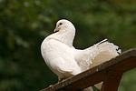 Pfautaube / fantail pigeon