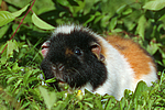 US-Teddy / guninea pig