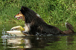 badender Langhaarcollie / bathing longhaired collie